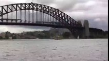 Shark in Sydney Harbour