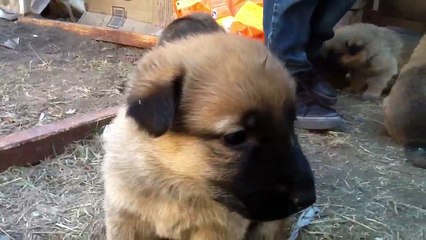 Pastor Alemán sable dorado