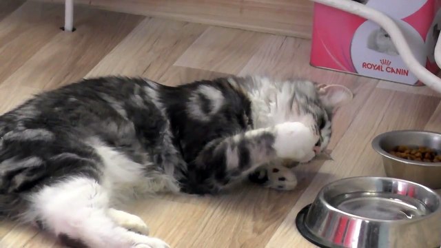 Maine Coon Alex drinking water in different ways - kot pije wodę