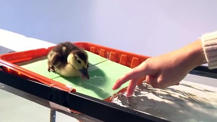 Tiny Duckling Swims For The First Time