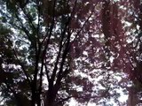 Sound of Cicada insects in the trees of Japan
