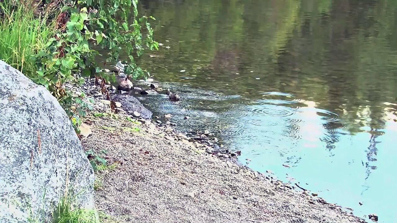 THE BEAR SONG...Grizzly Bears, Black Bears, and Polar Bears