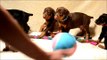 5 week old Doberman Puppies playing