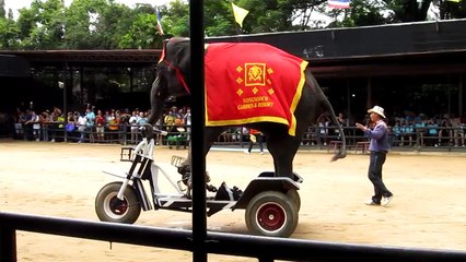 Bicycle Riding Skills Of Elephants