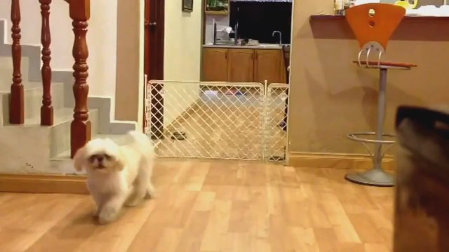 Shih Tzu trouve des façons créatives d'échapper à la porte