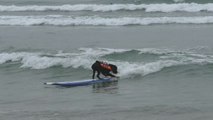 人間顔負けの波乗りテクニック！犬のサーフィン大会