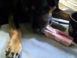 Rottweiler eating RAW Lamb Meaty Bones