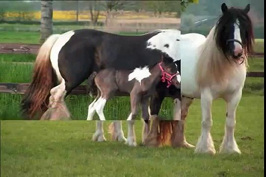 FINCA LA LOMA VENTA DE CABALLOS GYPSY VANNER caballosgypsyvanner.com/