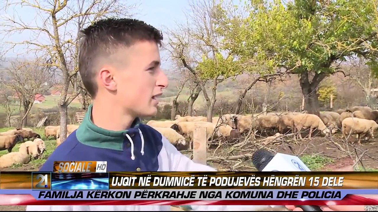 Ujqit ne Dumnice te Podujeves hengren 15 dele 07.11.2014