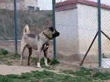 Karabaş kangal köpekleri , sivas kangal köpek çiftliği