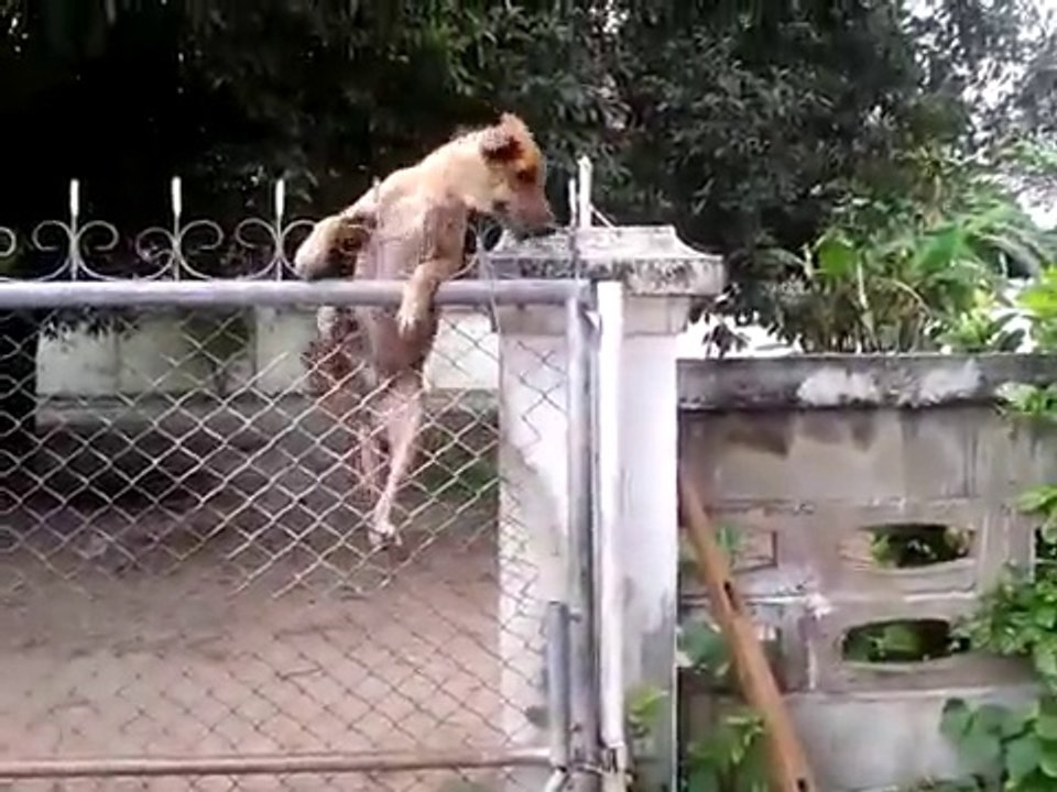 Dog Climbs a Chain-link Fence