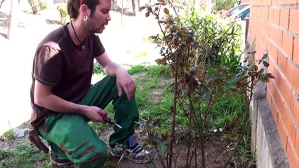 Cómo podar rosales | facilisimo.com