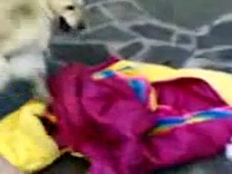 Cane arrapato