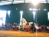 Espectáculo de caballo con baile flamenco