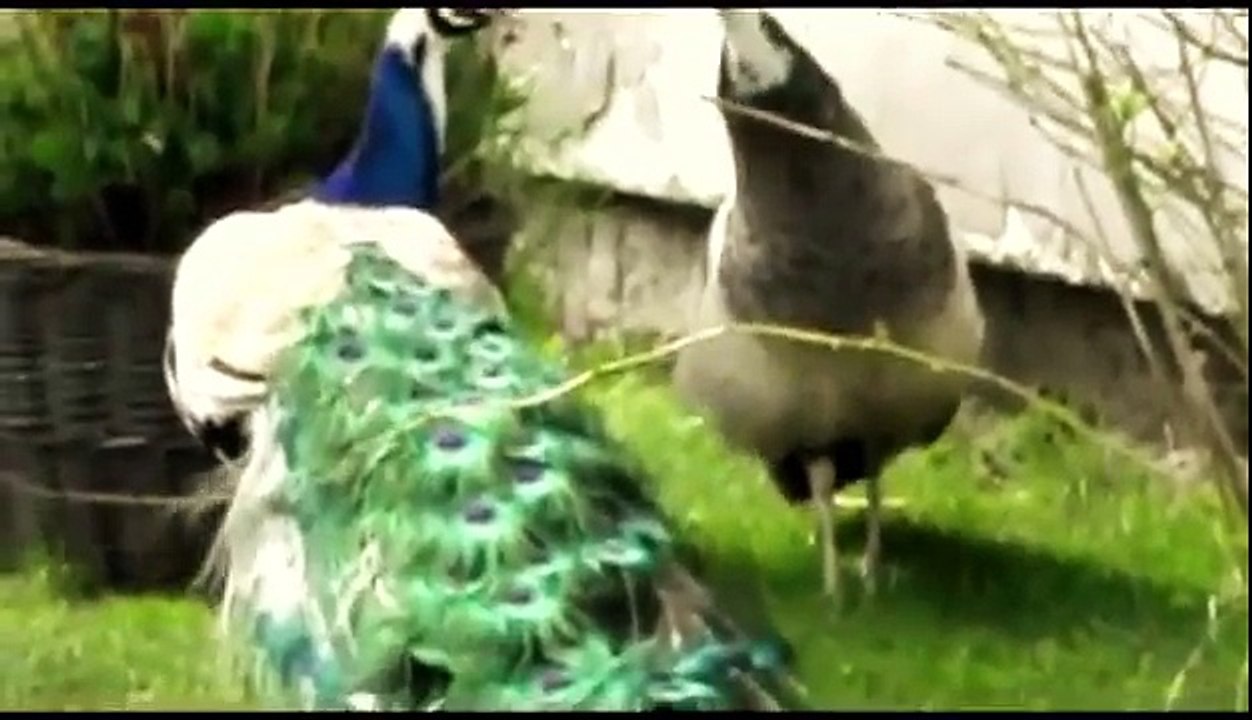 Pawie ( Peacocks ) - muz. Igor Krutoy