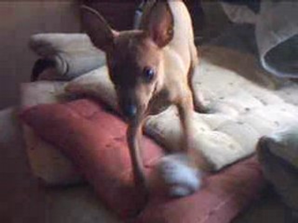Clip coyote
