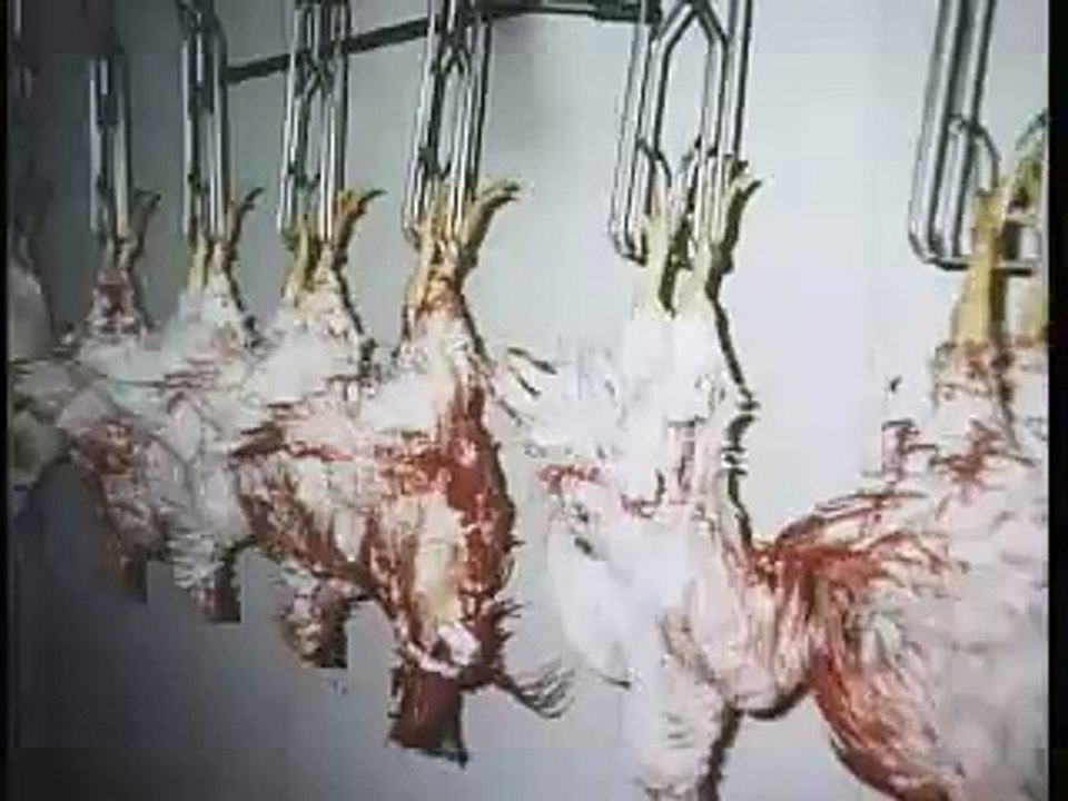 Humane Slaughter?
