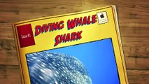 Diving Whale Shark 2-1-09 HD