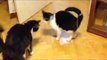 Cat Can't Stop Chasing Its Tail