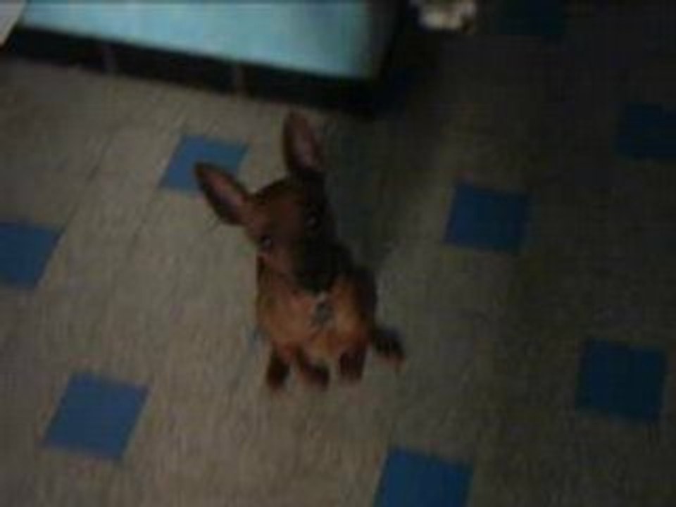 Coyote le kangourou canin