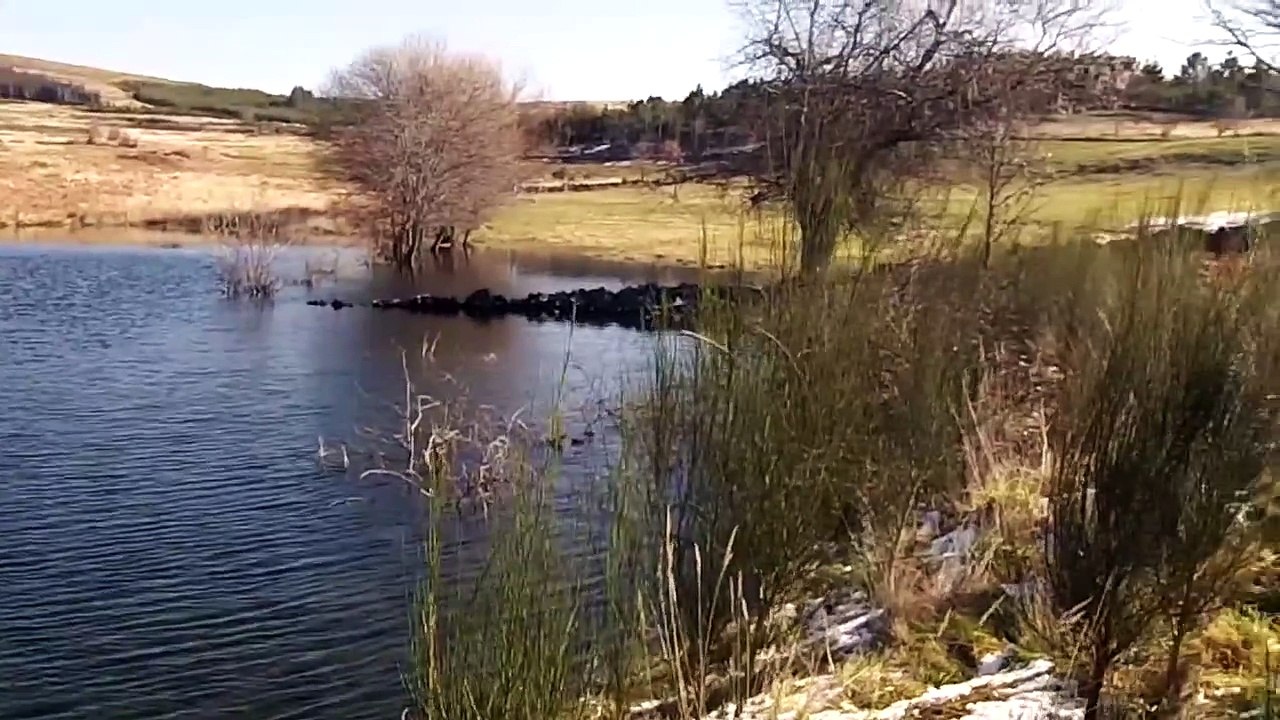 Fly Fishing for Trout in Lake