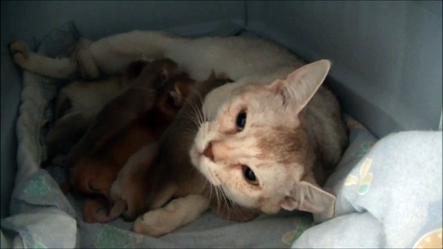 Chatons Abyssins et Somalis Kitten - Waldo's - cinnamon, sorrel, faon, silver