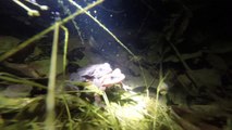 Herping with Aidan: Vernal Pool Herping