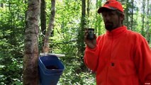 Hunting Black Bear with Calls in Ontario