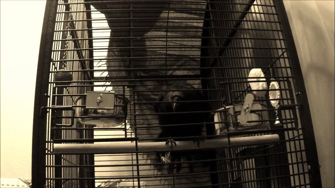 Eric the Crow: "The Raven" by Edgar Allan Poe