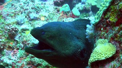 L'homme qui parle aux poissons
