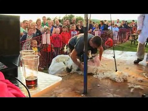 Blood, Sweat & Shears - The Gritty reality of Sheep Shearing (Trailer for DVD)