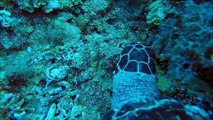 Petting a Nurse Shark, face to face with Moray Eel and Turtle on GoPro