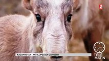 Sans frontières - Kazakhstan : antilopes en danger