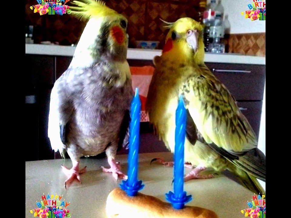 HAPPY BIRTHDAY per GINA ! Festeggiamo insieme a voi i 2 anni di Gina