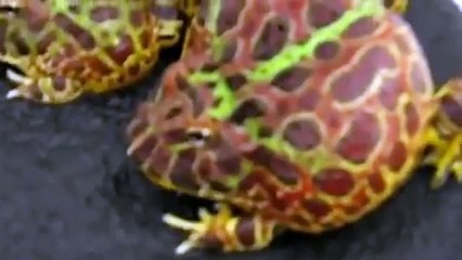 カエルの鳴き声集