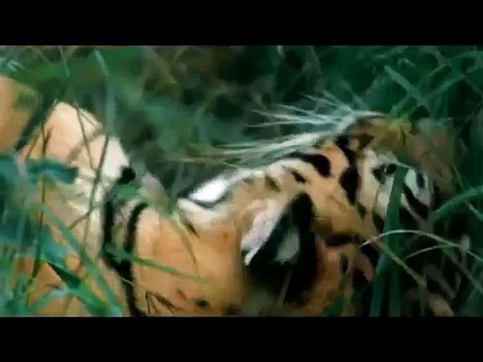 La Tigre