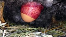 Chicken laying an egg! (CLOSE UP)