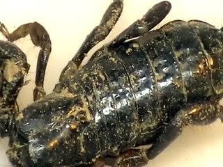 Emperor Scorpion VS Asian Forest Scorpion