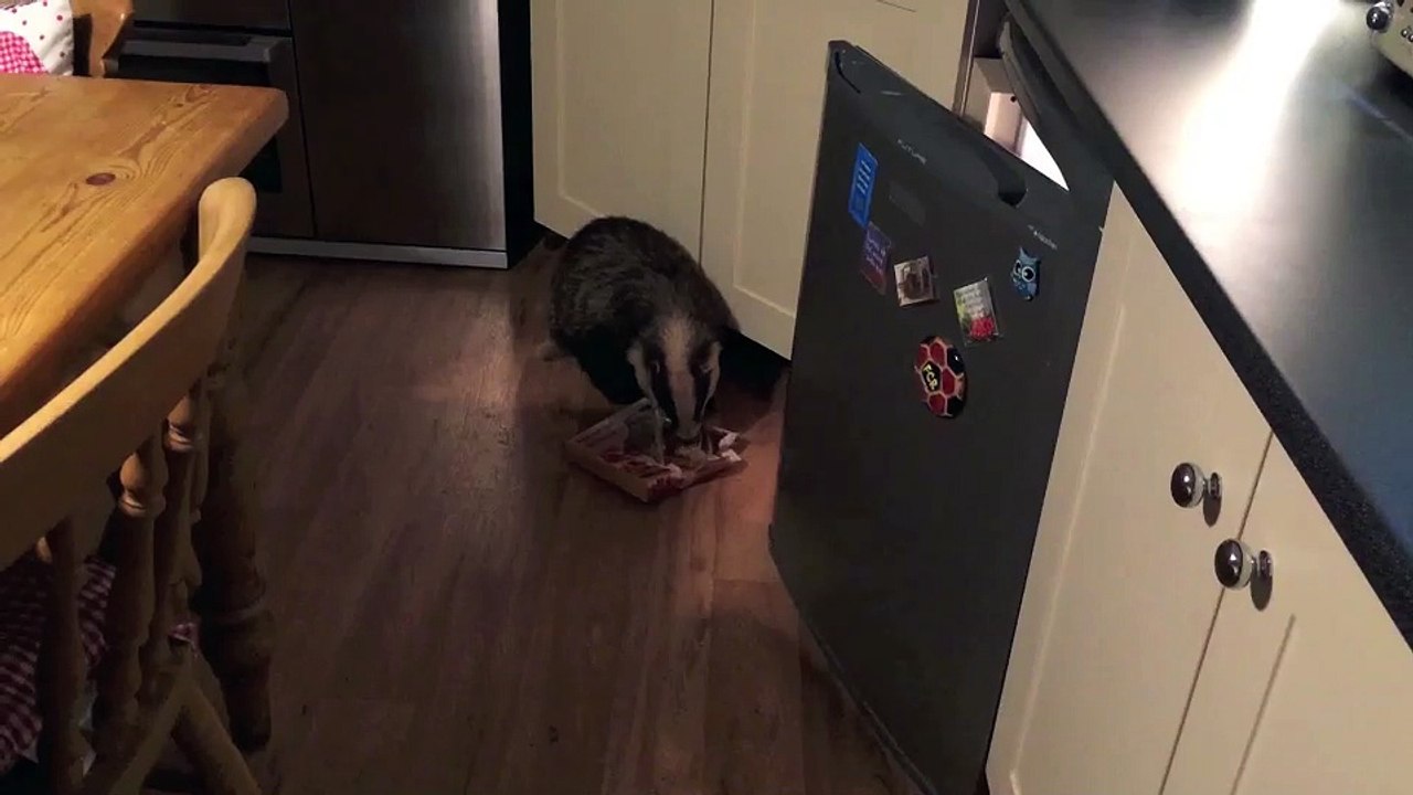 Un blaireau rentre dans la cuisine et commence à tout manger dans le frigo..