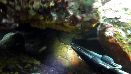 Mi primer año de pesca submarina (A poca agua)