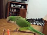 Quaker Parrot Dancing And Being Silly