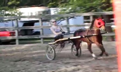 Hackney Pony Driving