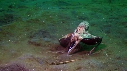 Un poulpe se promène avec sa noix de coco