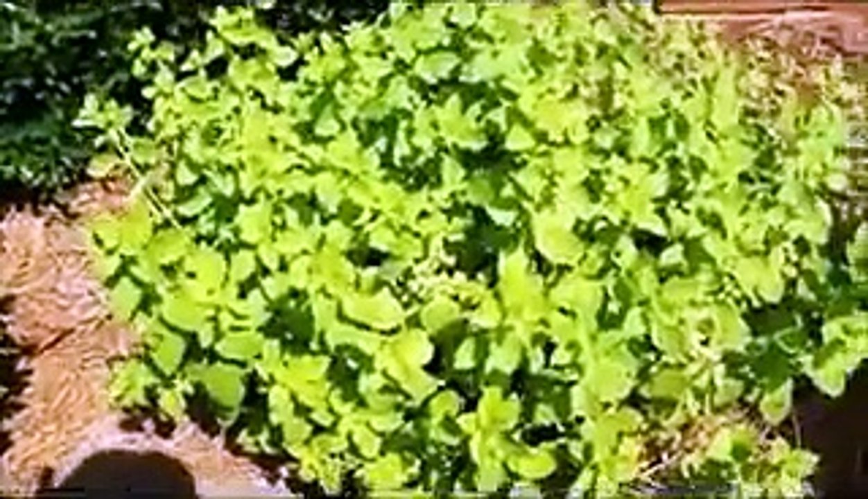 How to Make Natural Mosquito Repellent