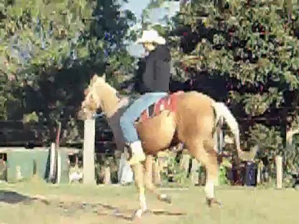 redeas potro do futuro laço de bezerro(melody`s peppy lena)