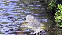 Everglades Herping