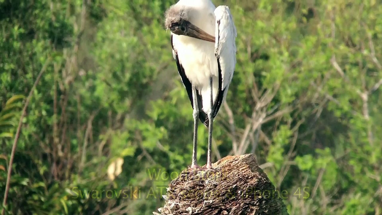 Digiscoping at the Viera Wetlands, Florida