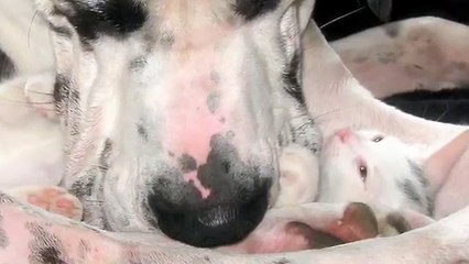 Kitten loves his pet, the Great Dane