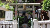 三峰神社 入谷 东京/ Mitsumine Shrine Iriya Tokyo/ 삼봉 신사 이리야 도쿄