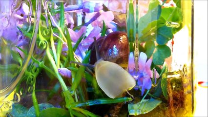 When it Rains, it Snails